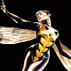 The Wasp