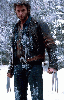 Wolverine
