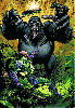 Gorilla Grodd