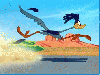Road Runner