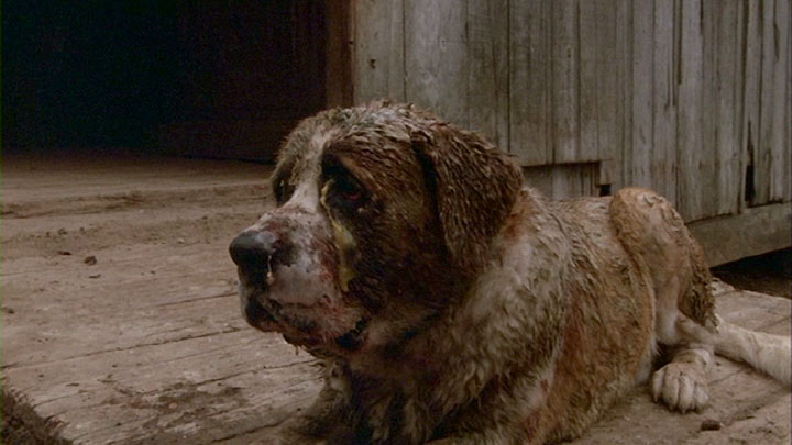 Cujo