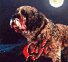 Cujo