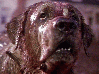 Cujo