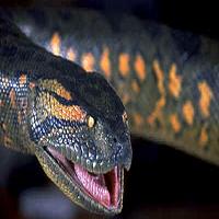 imdb boa vs python imdb boa vs python