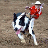 Whiplash the Cowboy Monkey