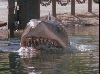 Jaws