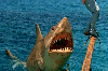 Jaws