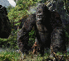 King Kong