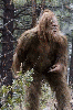 Bigfoot